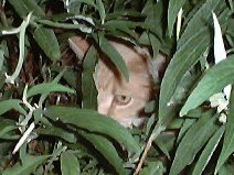 A ginger cat among leaves